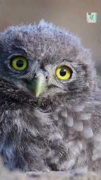 Why Owls Have Tube-Shaped Eyes Instead of Round Ones