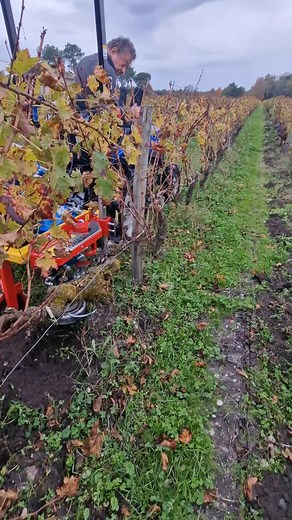 Arrizza Mod:Expo singolo con fresino circolare da 25 cm #agricolturagreen #arrizza #viticulture #diserbomeccanico #sitevi #winelover #solis | Arrizza Srl