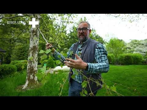 What You Should Know About Sycamore Trees - GreenCross, Inc