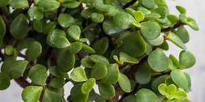 Elephant Bush (Portulacaria Afra) Care & Growing Guide