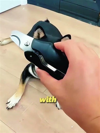 The Best Dog Nail Clippers You Can Buy