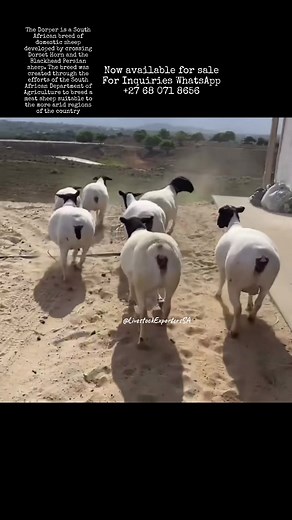 The Dorper is a South African breed of domestic sheep developed by crossing Dorset Horn and the Blackhead Persian sheep. The breed was created through the efforts of the South African Department of Agriculture to breed a meat sheep suitable to the more arid regions of the country. For inquiries WhatsApp ‪ 27 68 071 8656‬ or Call us or mail to info.livestockexporters@gmail.com #SAMA28 #dorper #dorpersheep #dorpersheepfarming #dorpersheepoftiktok #dorpersheep #dorpersheepfarming #ramadan #dorpersh