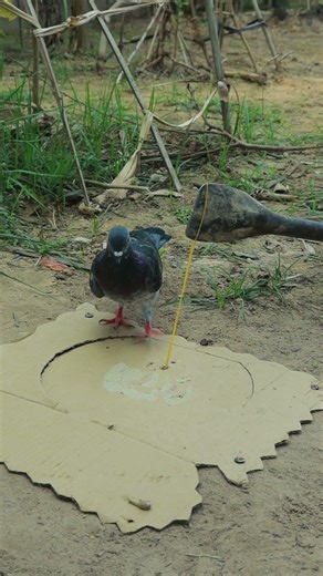 Unique Pigeon Traps #shortvideo