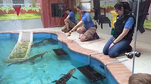 540K views · 3.5K reactions | GATOR-AID At Cheyenne Mountain Zoo,...