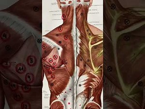 Διατάσεις του Ρομβοειδή μυ και του Τραπεζοειδή μυ!!!