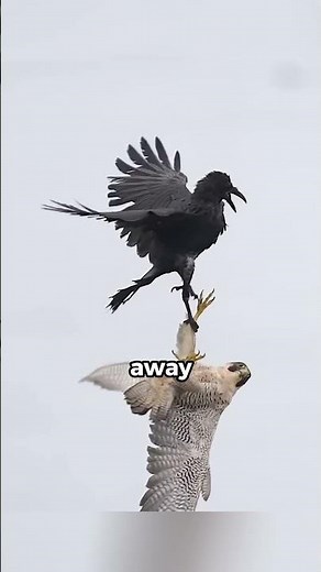 The Peregrine Falcon’s Brutal Hunting Technique 😱