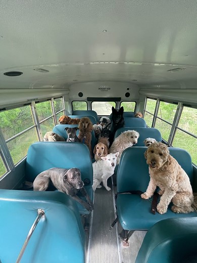 9.9M views · 187K reactions | These dogs can't wait to climb aboard their very own school bus which takes them to daycare  | Happily | Facebook