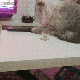 catgifcentral:  Well yeah f*ck that too - Crazy Cat For adorable... on Make a GIF