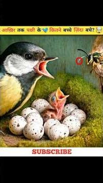 How many baby birds survived until the end? 🐥🤯#baby #birds #survival #challenge