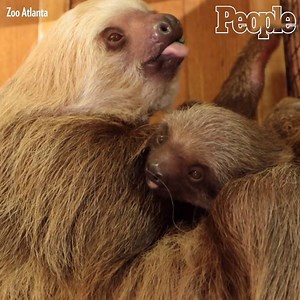 55K views · 793 reactions | Meet the newest sloth member of Zoo Atlanta! You can even help name the sloth on the zoo's website. | People | Facebook