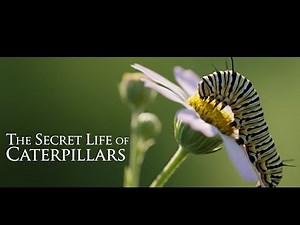 The Secret Life of Caterpillars: From Leaf-Eaters to Winged Wonders