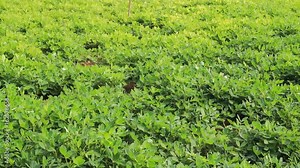 Lucerne (alfalfa, sainfoin) forage with irrigation - this fodder crop is used for hay and silage and lucerne meal, highly nutritious livestock feed