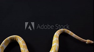 Albino royal python crawling from the left to right