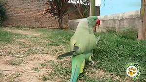 393K views · 124 reactions | First Date | Dancing with animals | Facebook