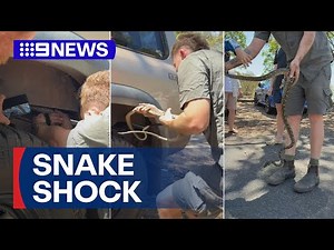 Coastal carpet python's incredible cross-border journey | 9 News Australia
