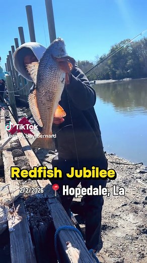Experiencing the Redfish Jubilee in Hopedale, Louisiana