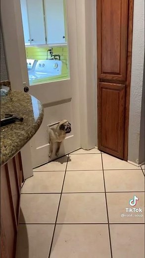 Pug Stuck in Doggie Door (FUNNY)