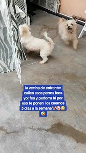 Jajaja La vecina de enfrente 🫎 | Gloria Dragon Rescatando Huellitas