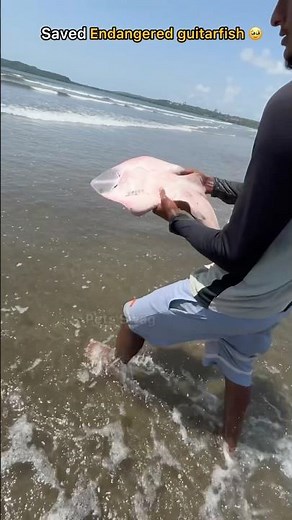 Endangered guitarfish rescued and released safely 🥹