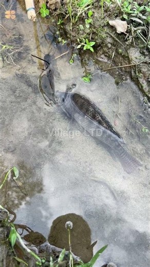 🎣 Fishing for LIFE in a Desi Village | A Day of Traditional Fishing in Rural Life 🌾 Village Ltd