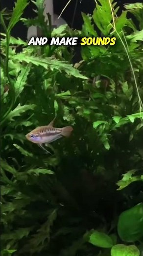 The Smallest Fish That Actually Notices You