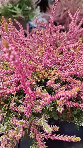 ‪@-earth.plants-animals‬Calluna vulgaris,heather/ling plant,bima e calluna/shqopa e egër