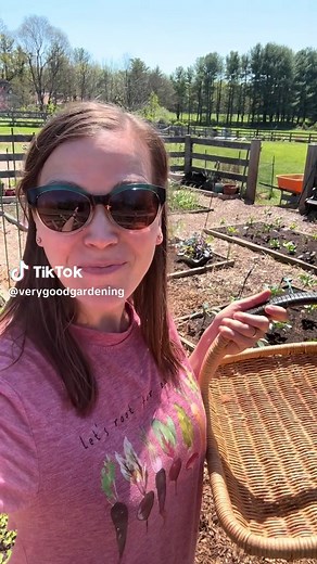 Early April Garden Harvest: Asparagus and More