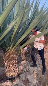 Sisal, (agave sisalana) native to southern Mexico, is a plant cultivated for its stiff fiber. The fiber is used to make products including shoesWatch these being made