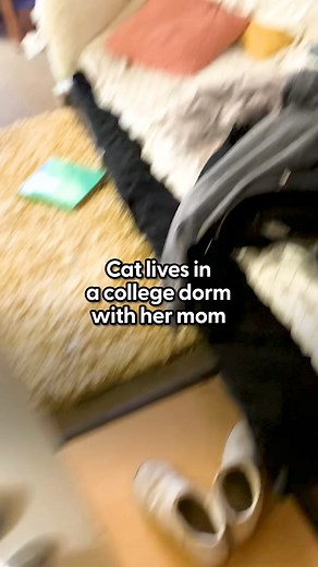 389K views · 5.8K reactions | Rescue cat moves into college dorm with her mom and quickly becomes the most popular kid on campus ❤️ We spoke to Daphne's mom about what it's like bringing your best friend to college and the great reactions she gets when they go out together on campus. Keep up with Phoebe on TikTok: thedo.do/phoebecarys | The Dodo | Facebook