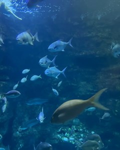 2.1K views · 29 reactions | The NC Aquarium at Fort Fisher is swimming with incredible sights.  What’s your favorite exhibit? : @julia_555f | Visit Kure Beach, NC | Facebook