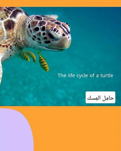 The life cycle of a turtle 🐢