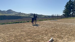 Who's Olympic inspired? Apollo and I felt like we should start trying a few of the big moves. Watch out next season, this dressage dancing is fun. This wonderful home bred stallion naturally has huge power and movement but his wonderful brain is starting to really understand the questions being asked of him. | Vicki Wilson