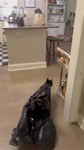 “Turn to page 394” #harrypotter #catsoftiktok #snape | cat