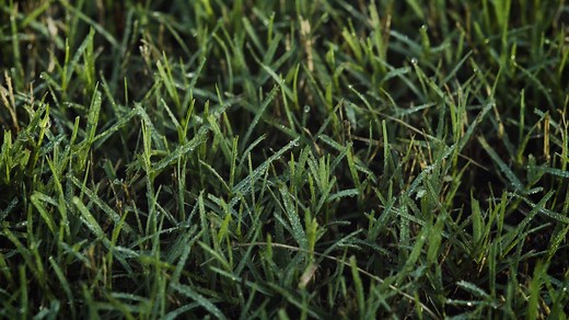 LESCO® Moisture Manager is a super-absorbent polymer that attracts soil moisture to the roots of a plant. It reduces watering by up to 50 percent, making it an effective tool to combat even the toughest drought conditions. Don't water more when conditions get dry. Water smarter with LESCO® Moisture Manager and other LESCO® products at SiteOne Landscape Supply. #SmartIrrigationMonth | SiteOne Landscape Supply