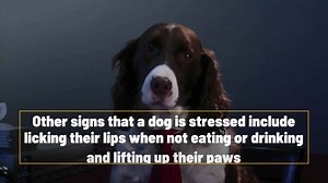 How To Spot If Your Dog Is Stressed