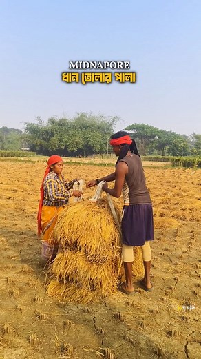 8.6K views · 191 reactions | Midnapore এখন ধান তোলার পালা  . . . #midnapore #trendingreelsvideo #newpostchallenge #hibangali #trending #morning #followers #foryouシ | Hi Bangali | Facebook
