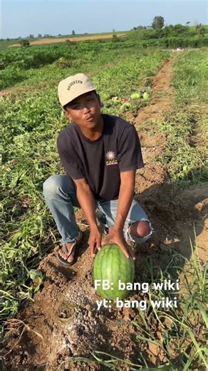 Jumbo Watermelon #watermelonfarmer