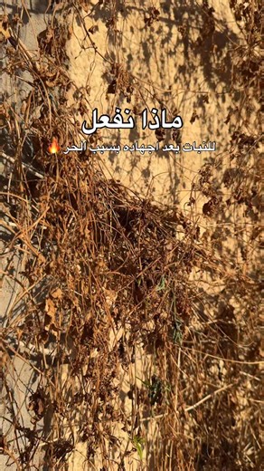 ⁨ ⁨ ⁨ ضروري تقرأ هذا 👇🏼 لماذا يجب ان نستخدم Terra - Sorb foliar بعد موجة الحر 🔥 بالبداية اعرفكم على Terra ☘️ : هو عبارة عن نسبة عالية من الاحماض الامينية وبعض العناصر المكونات ١- احماض امينية ٢- عنصر المتروجين للنمو الخضري ٣- العناصر الصغرى ( زنك منغنيز بورون ) هســه نجاوب على لماذا ؟ لان النبات في فصل الصيف عند ارتفاع درجات الحرارة يصير عنده اجهاد ونقص في العناصر الغذائية فيحتاج الى تعويض عن هذا النقص ويحتاج مواد تخلي يقاوم هذا الاجهاد ويرجع نشط فسمادTerra يحتوي على الاحماض الامينية التي تكو