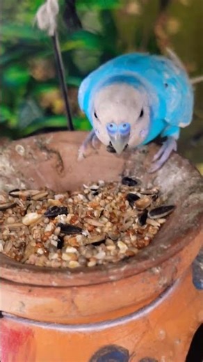 Blue budgie #birds #lifeisbutadream #parrot #haveitoldyoulatelythatiloveyou #budgies