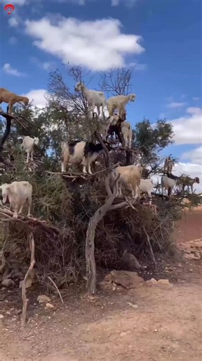 Morocco Goats Climbing Trees 🤯 | The StrangeTruth Behind Argan Trees