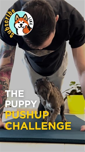 The Puppy Pushup Challenge #dogs #puppy #frenchbulldog