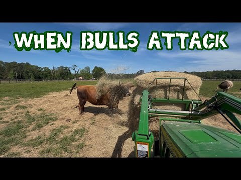 Longhorn Bulls Take Turns At Me!