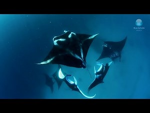 The Breathtaking Mating Behavior of Manta Rays