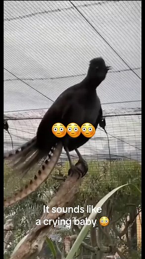 Lyrebird Mimicking Crying Baby Sounds