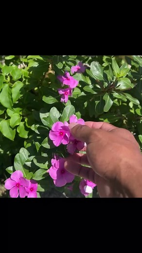 Beneficios de la planta Guajaca en tu jardín: Aprovecha sus propiedades