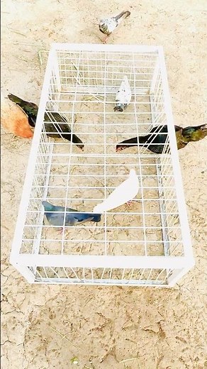 Rural Poultry Farming 🌾 | Chicken vs Pigeon Challenge #petpalsshowcase #chicken #birds #foryou