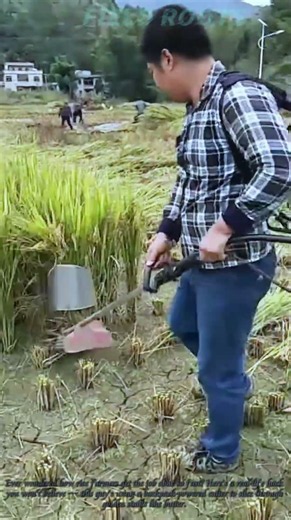 Harvesting Rice Like a Pro with This Tool 🚜