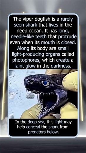 A Deep-Sea Shark With Needle-Like Teeth