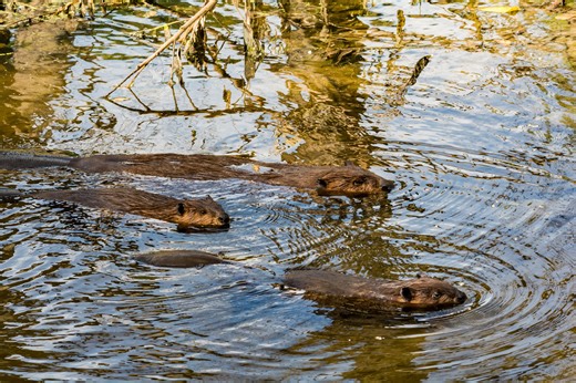 Walter B Jacobs Nature Center will host a grand reopening in Caddo Parish