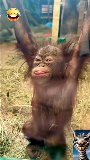 Funniest gorilla moments 🦍😂 that will make you laugh in seconds! 🤣🔥 #Shorts #funny #comedy #gorilla